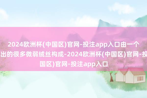 2024欧洲杯(中国区)官网-投注app入口由一个绒核和辐射出的很多微弱绒丝构成-2024欧洲杯(中国区)官网-投注app入口